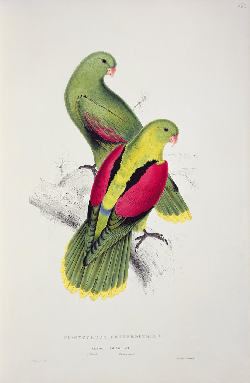 Crimson-Winged Parakeet by Edward Lear