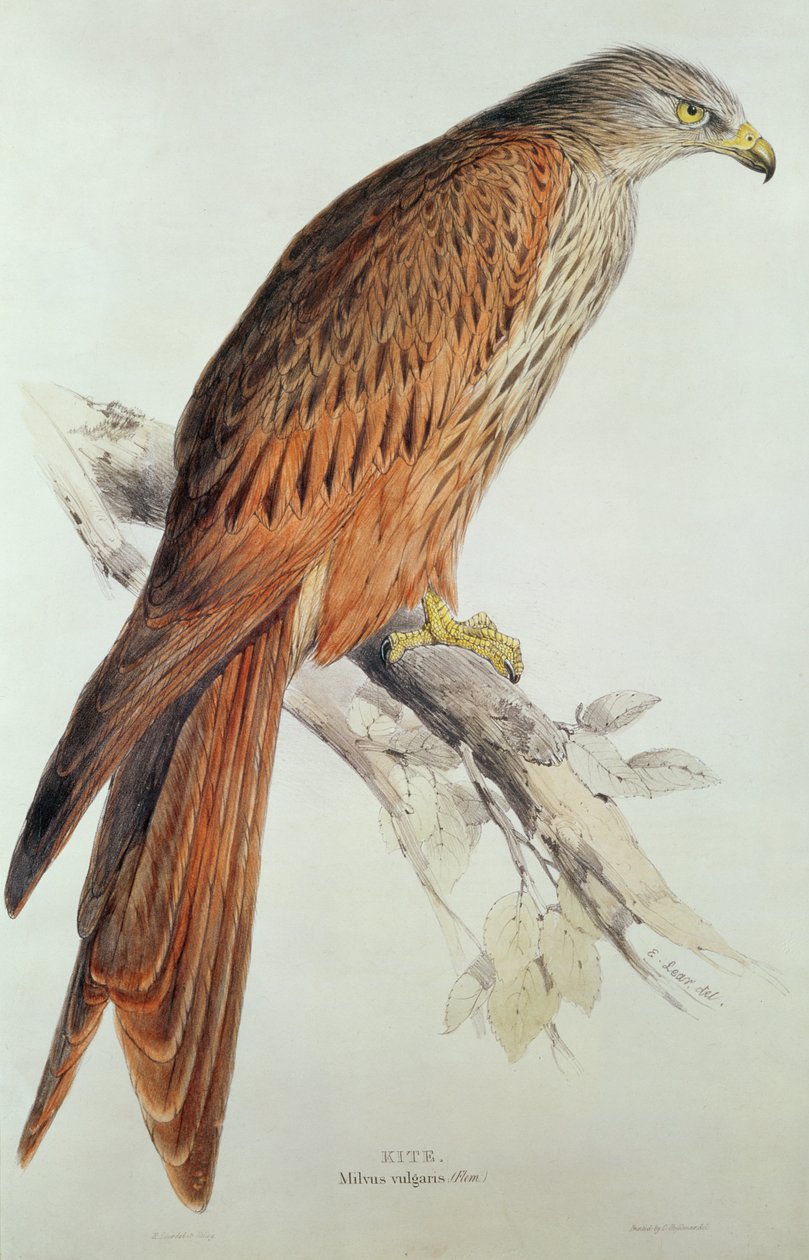 Kite by Edward Lear