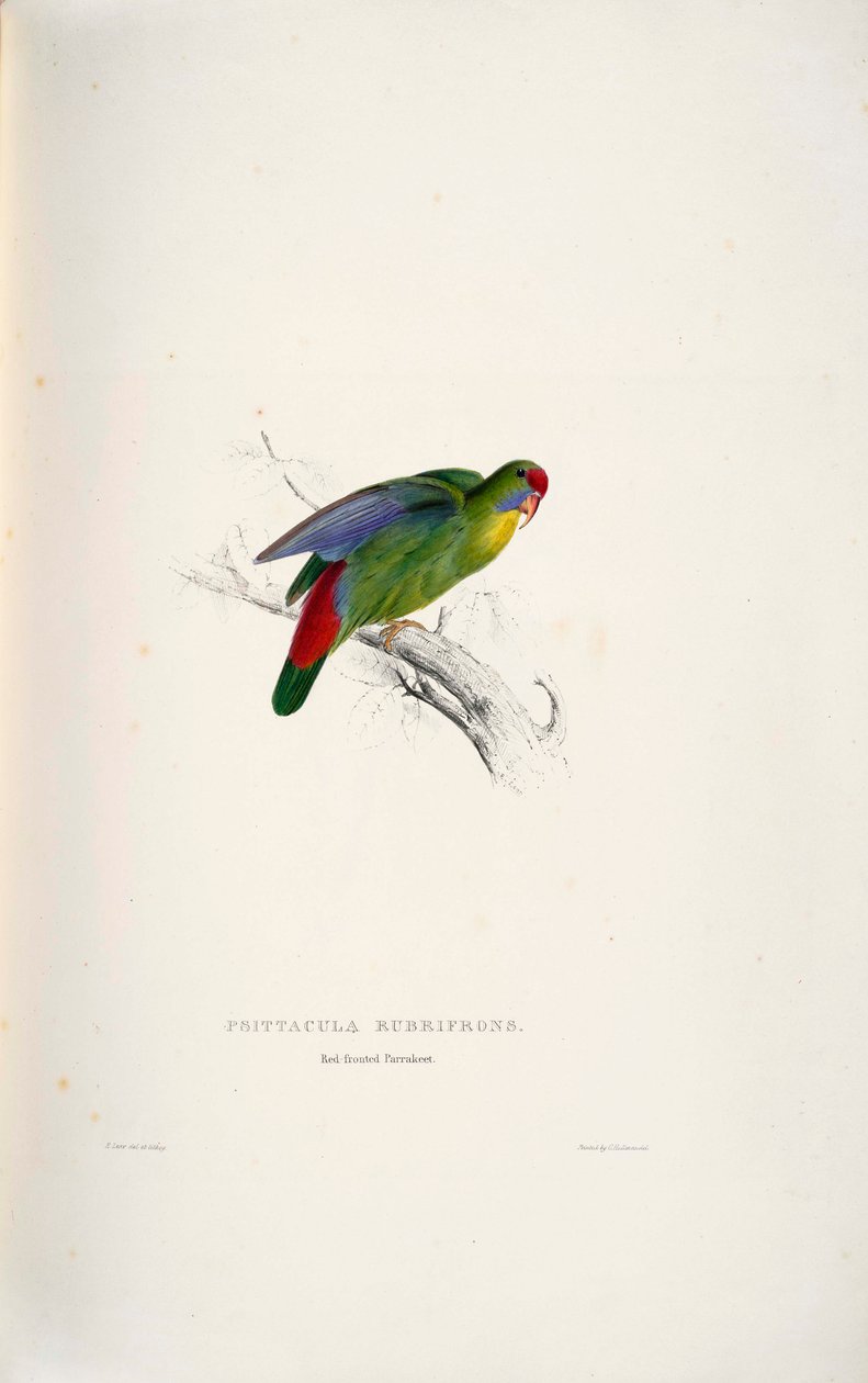 Psittacula Rubrifrons by Edward Lear