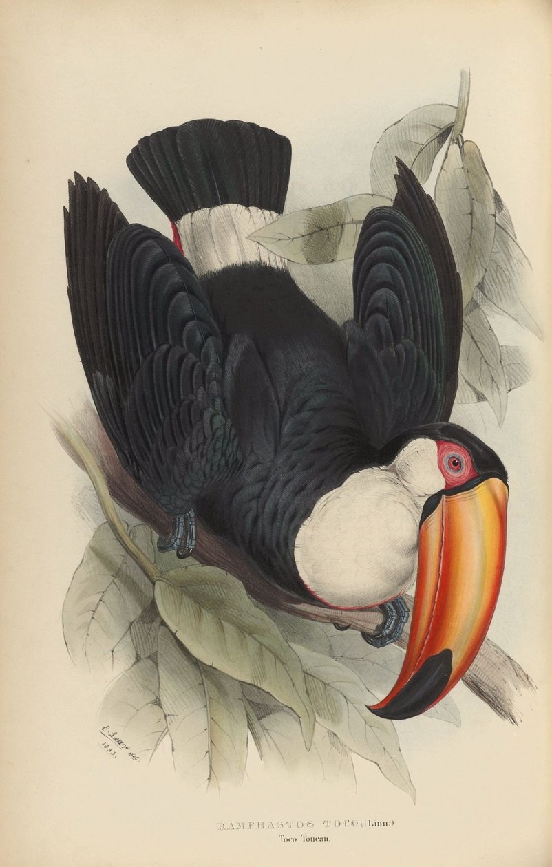 Ramphastos Toco by Edward Lear
