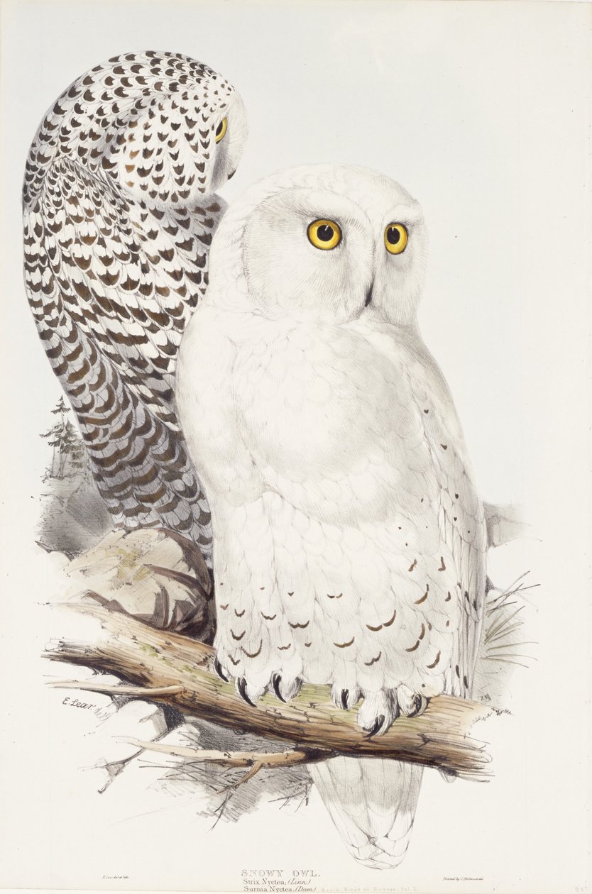 Snowy Owl. Strix Nyctea; (Linn); Surnia Nyctea, 1832-1837 by Edward Lear