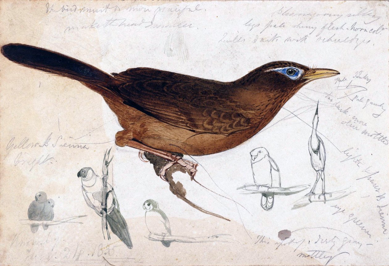 Brown Bird by Edward Lear