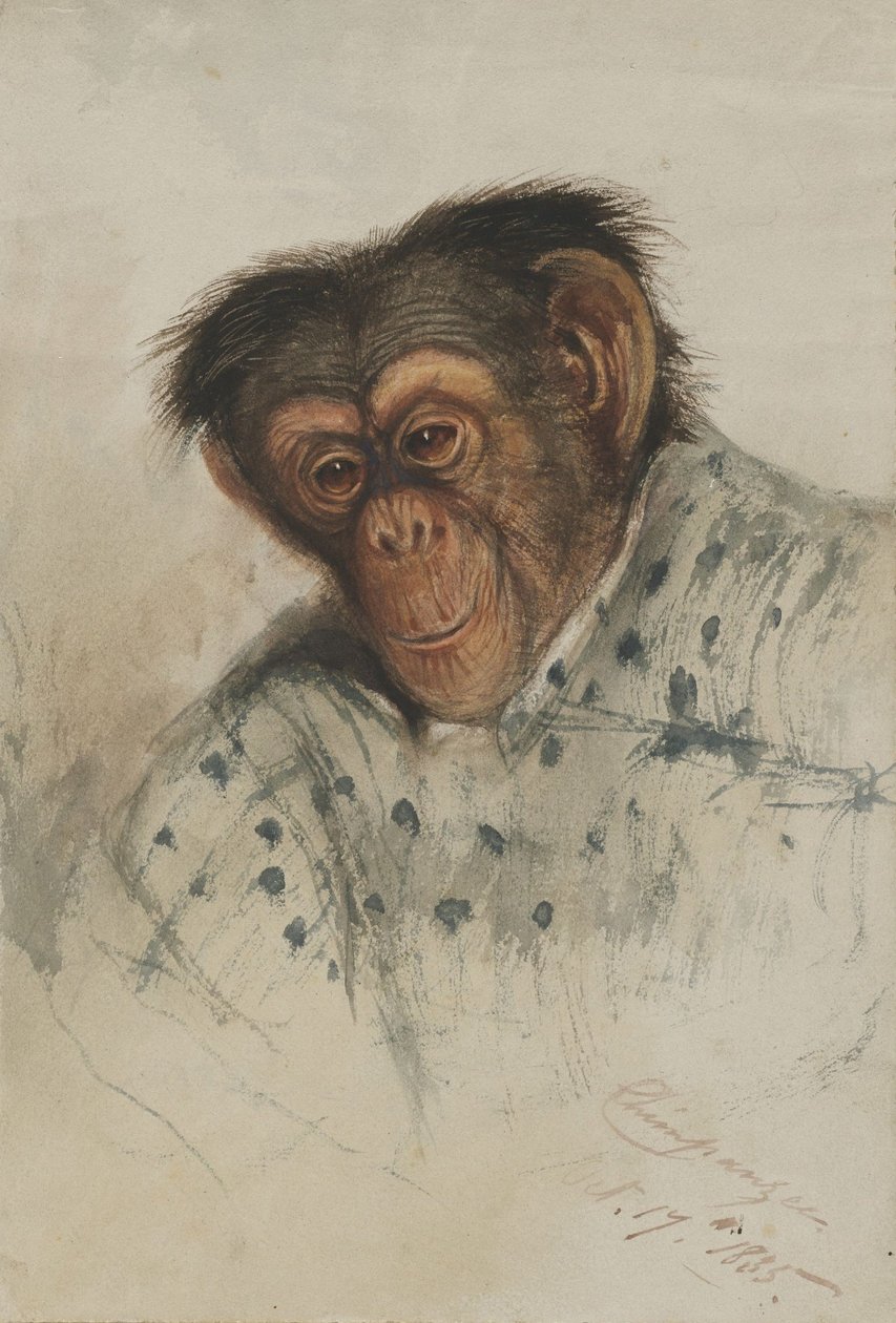 Chimpanzee Head by Edward Lear