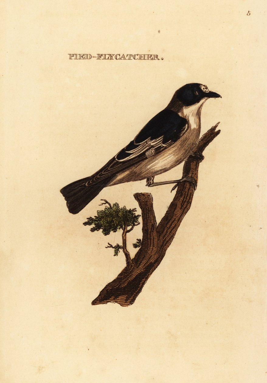 European pied flycatcher by Edward Donovan