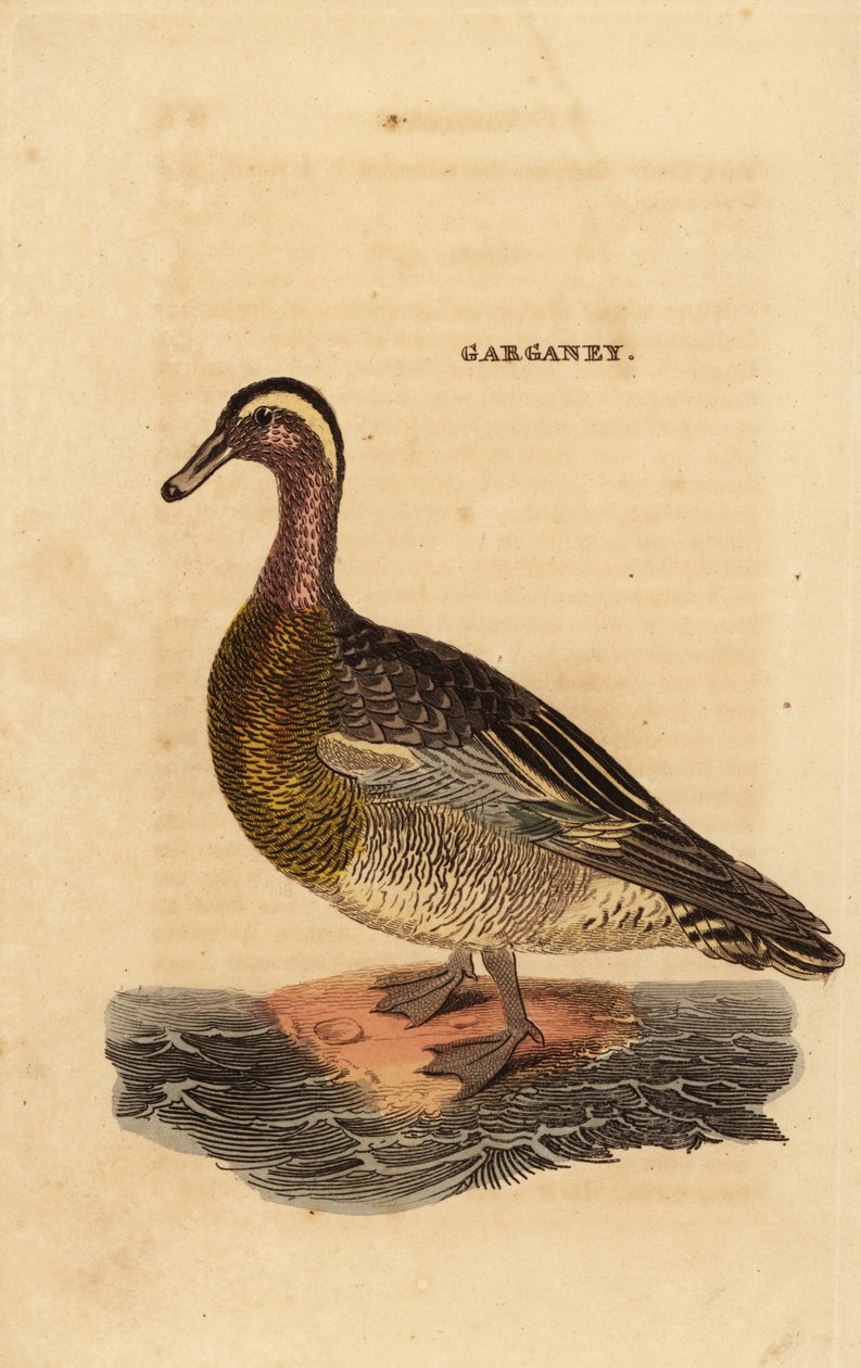 Garganey by Edward Donovan