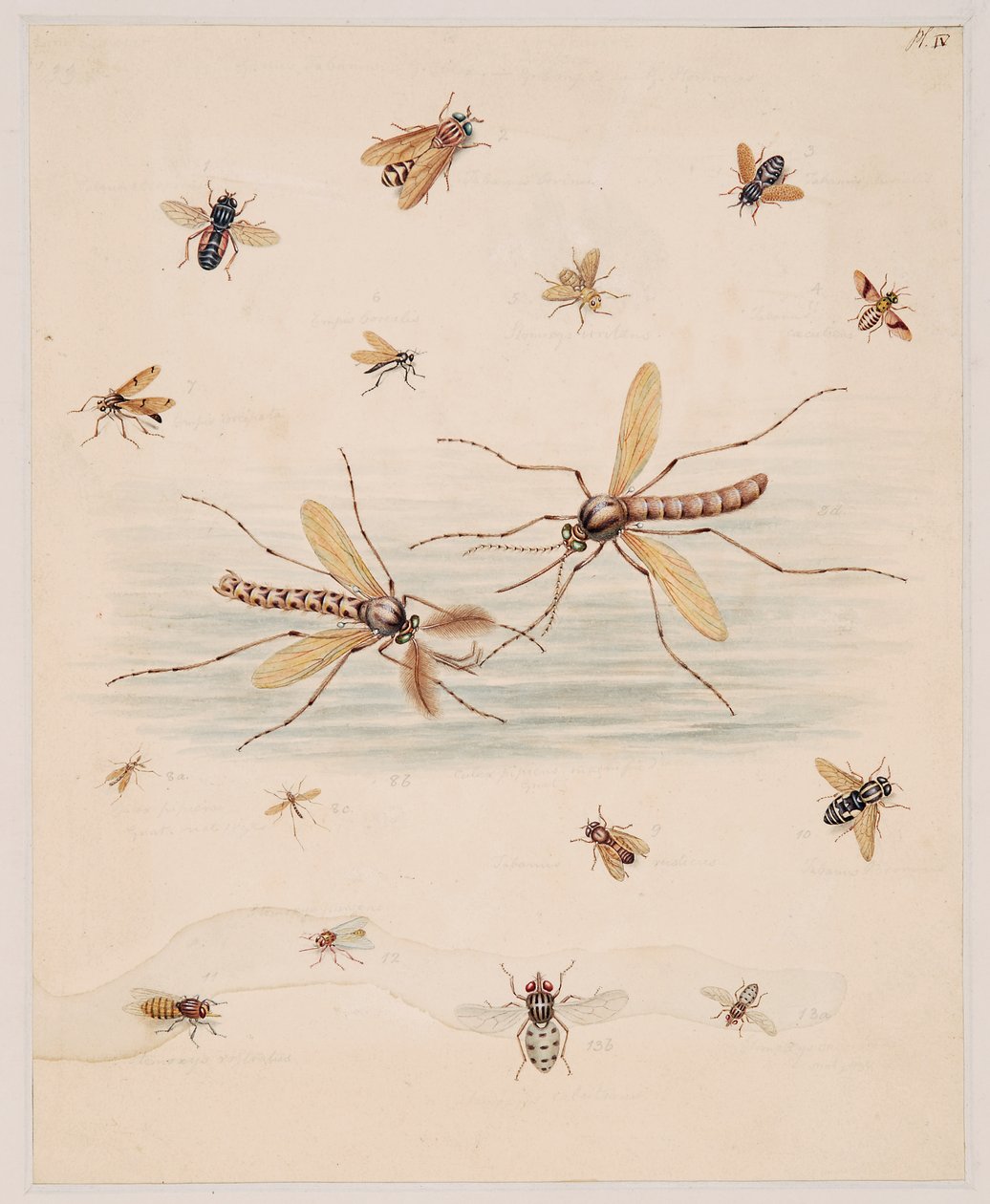 Studies of Invertebrate Animals, Volume II by Edward Donovan