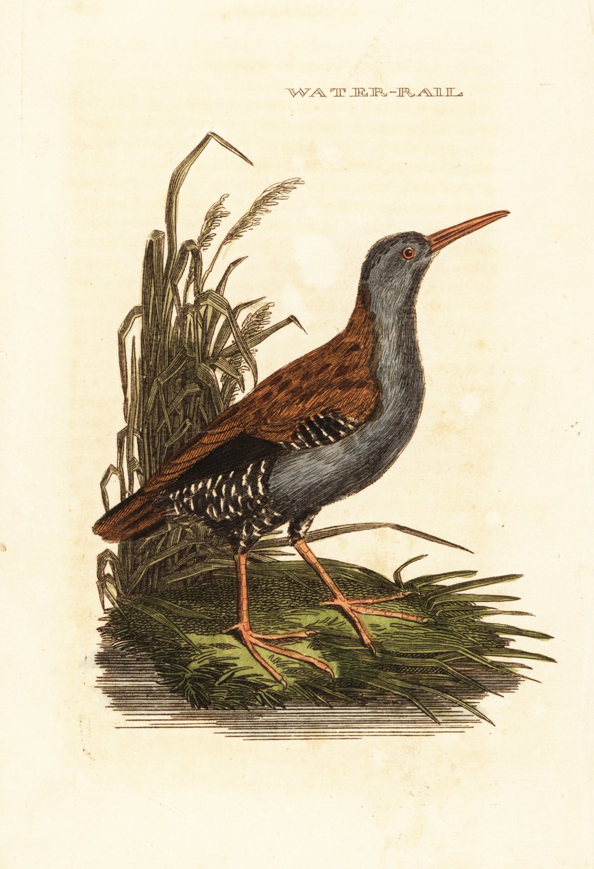 Water Rail by Edward Donovan
