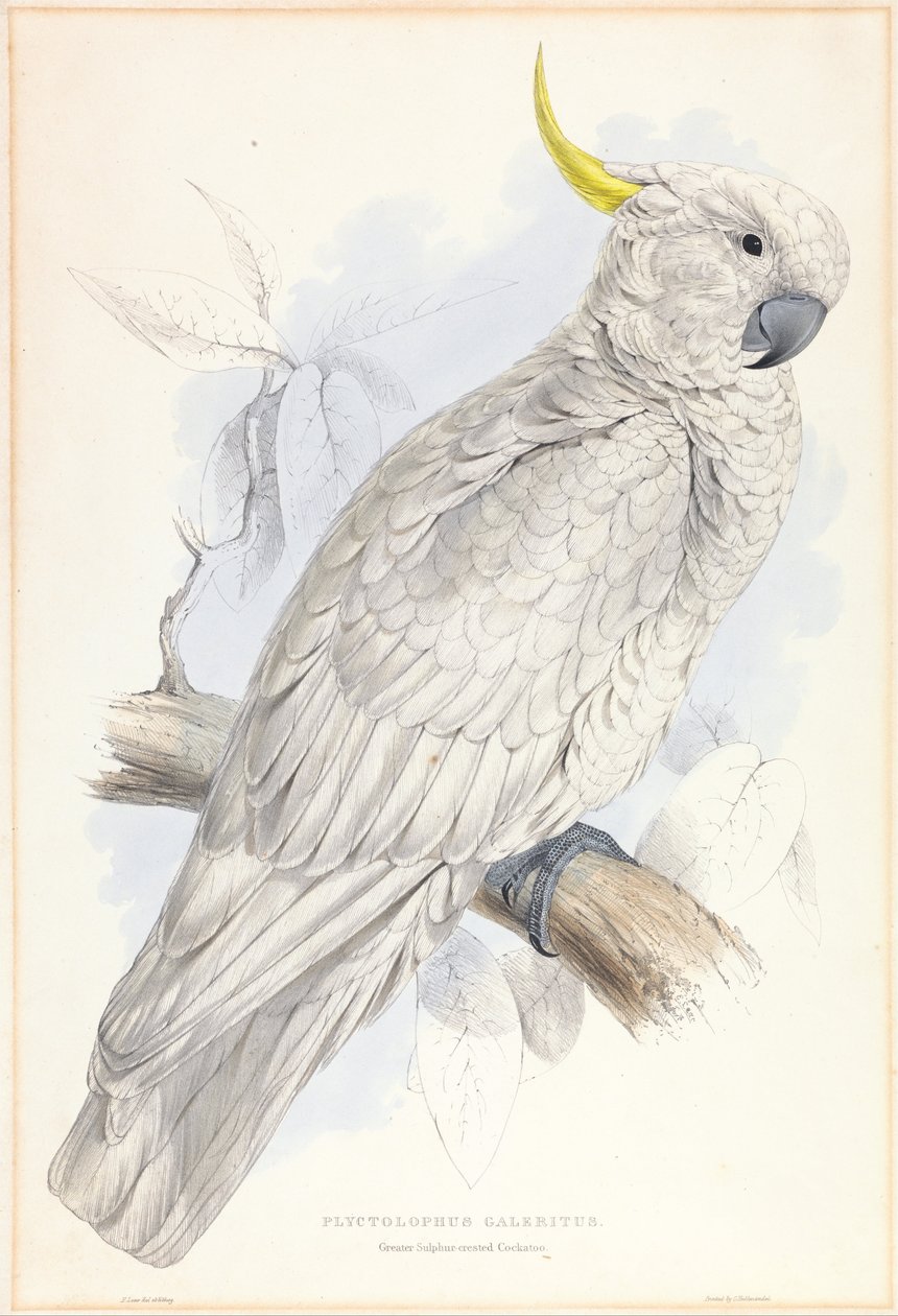 Greater Sulphur-crested Cockatoo by Edward Lear