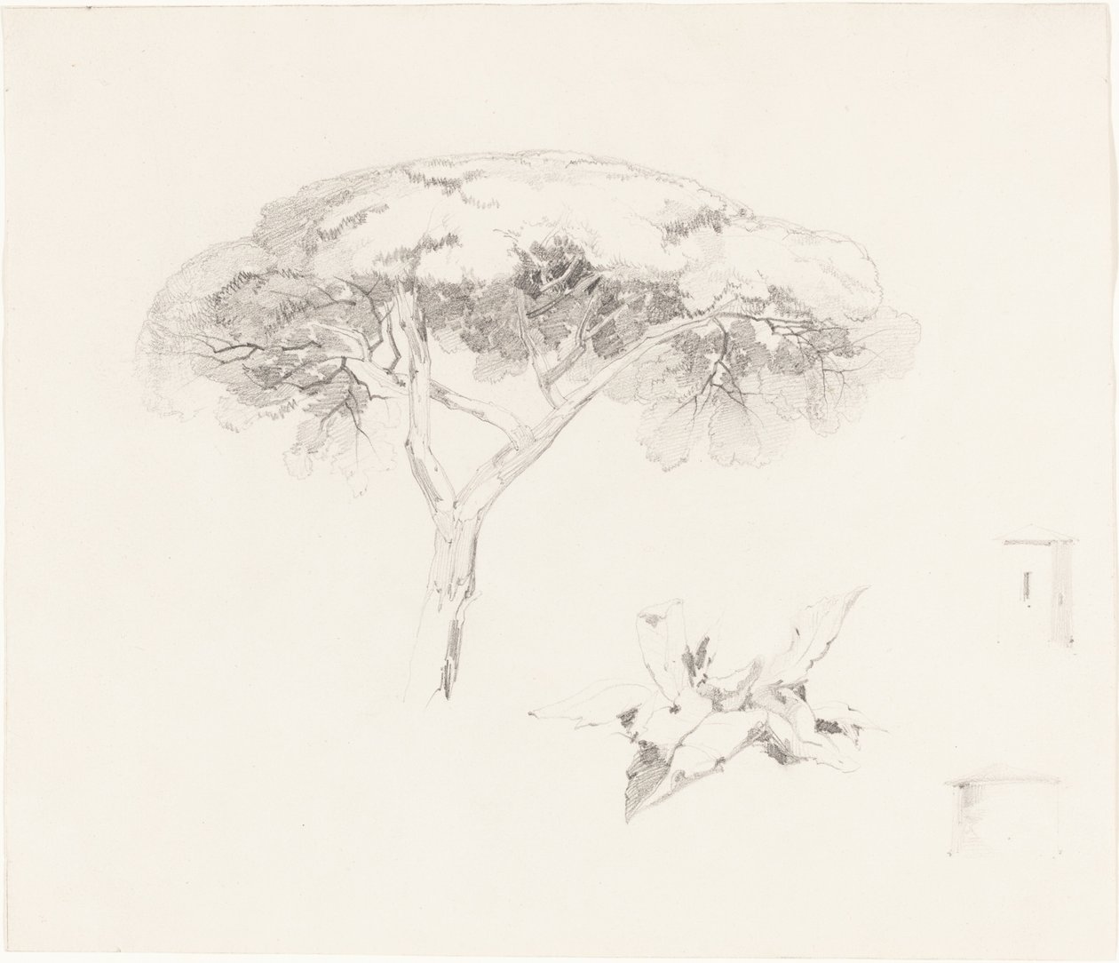 Umbrella Pine and Other Studies by Edward Lear