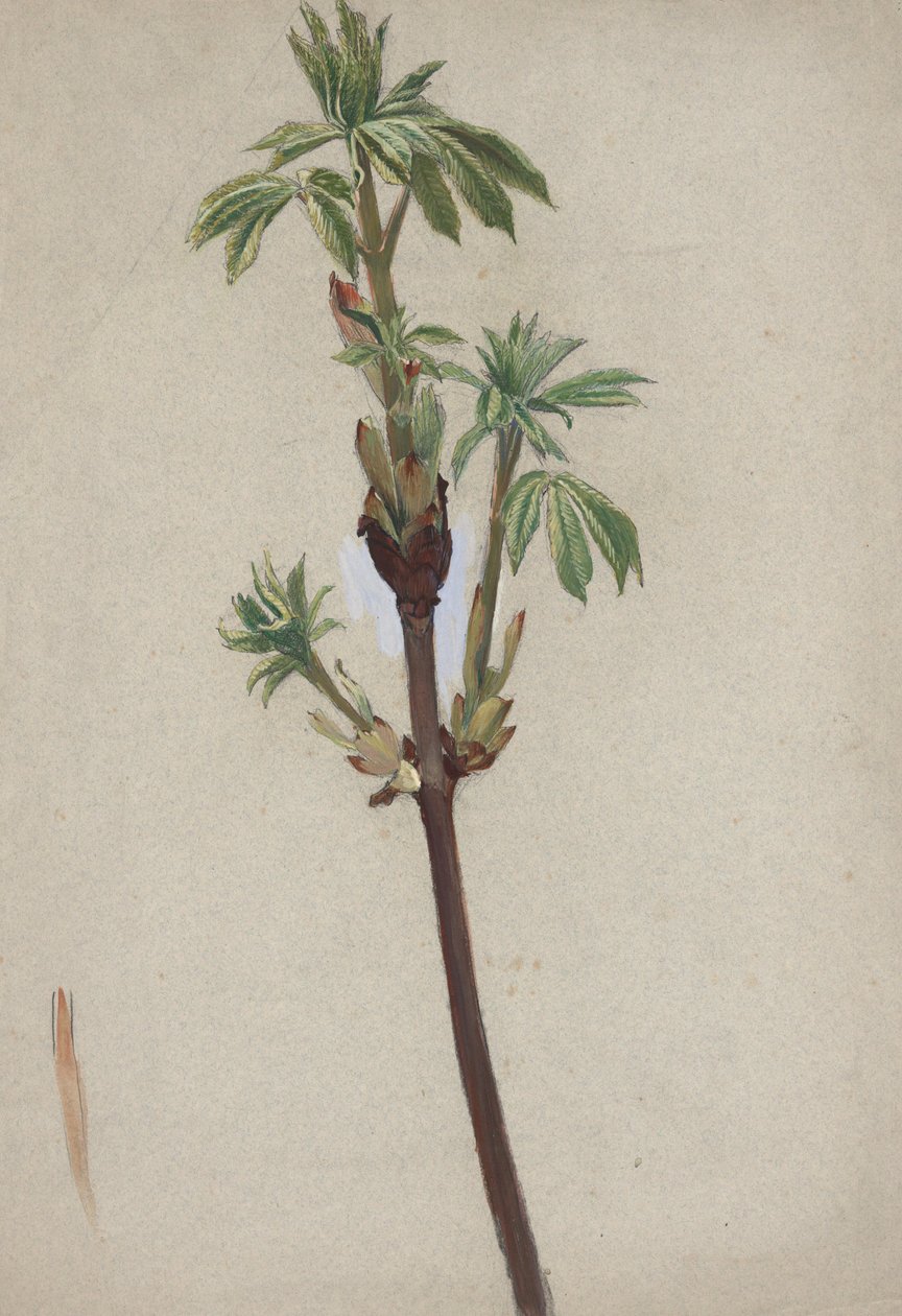 Plant Study by Edwin Austin Abbey