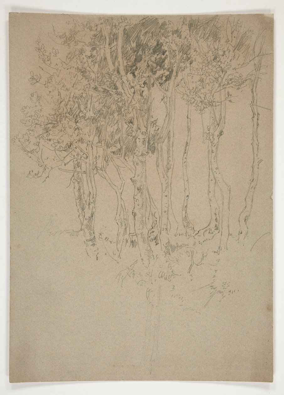 Sketch of a Grove of Trees by Edwin Austin Abbey