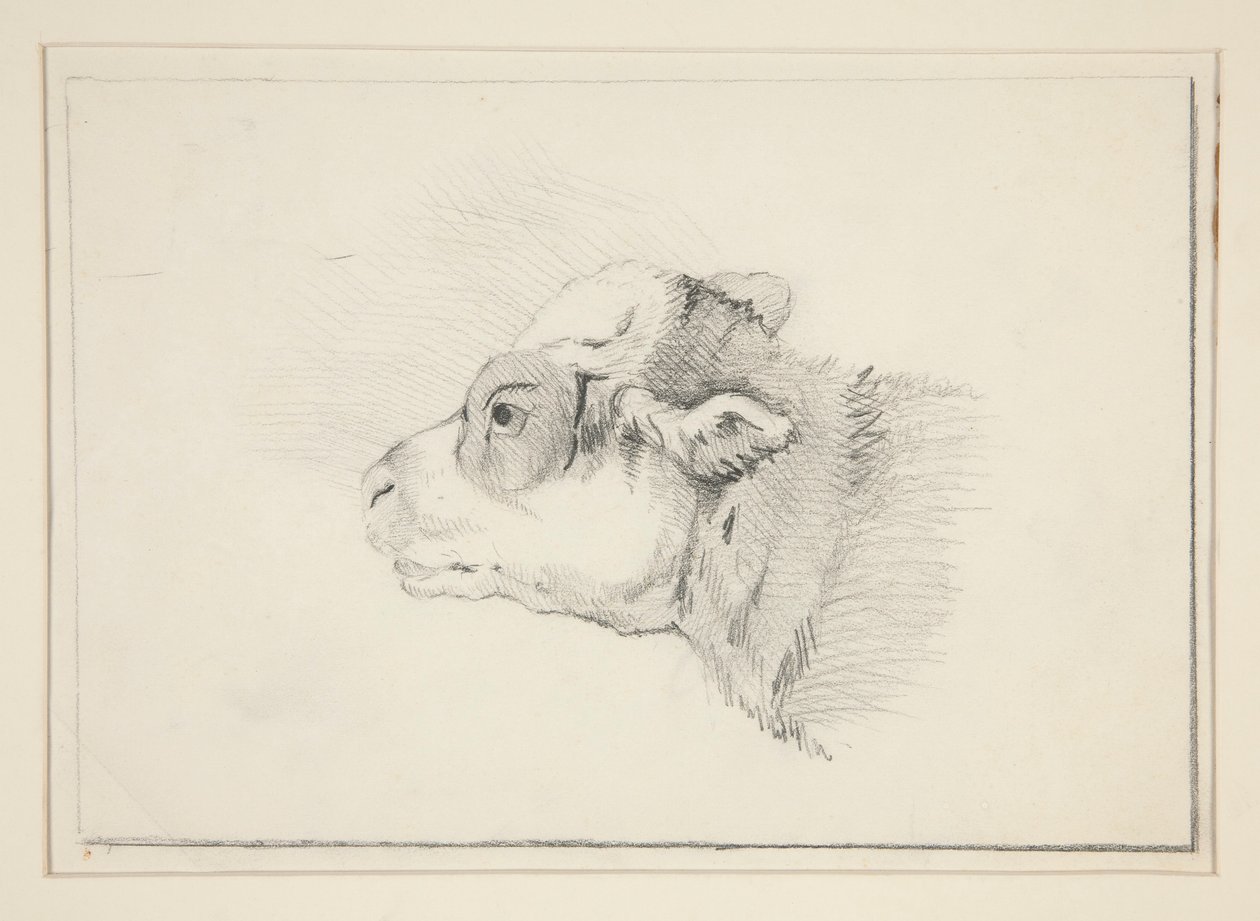 Sketch of a Sheep by Edwin Austin Abbey