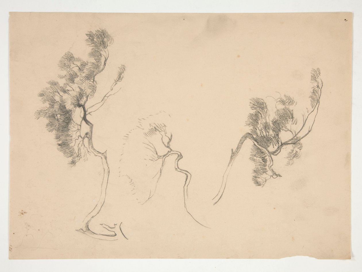 Sketches of branches by Edwin Austin Abbey