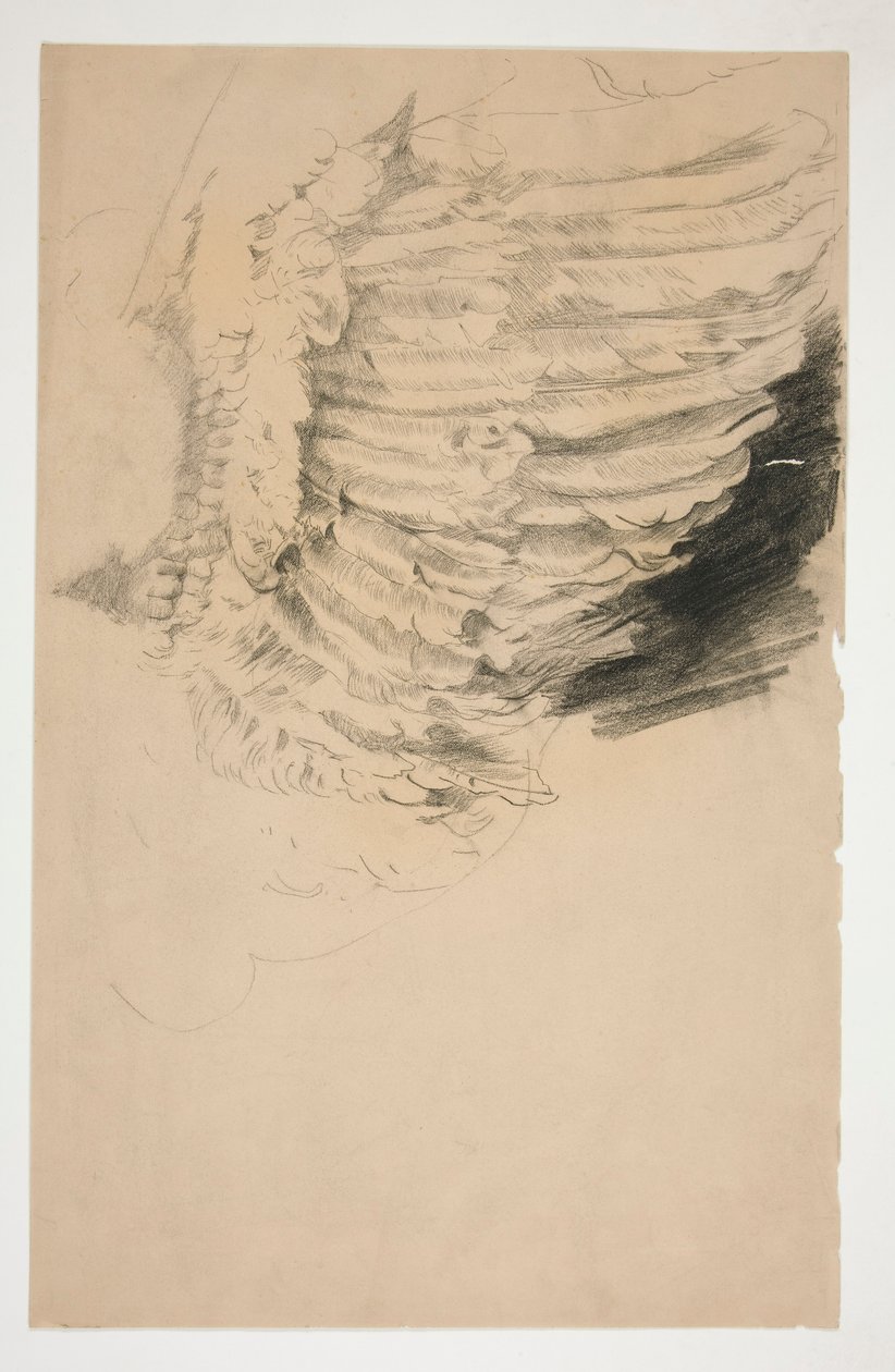 Study of a Wing by Edwin Austin Abbey