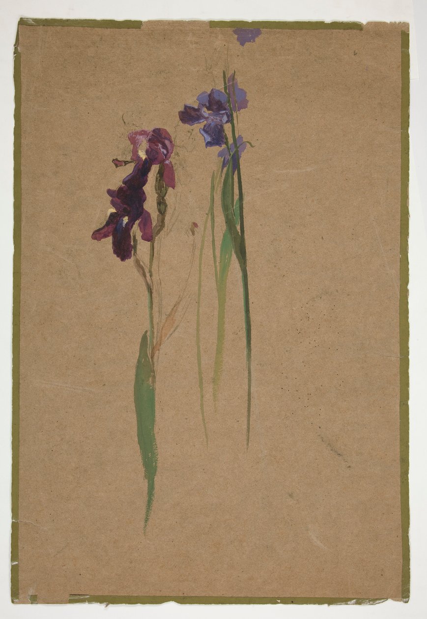 Study of Irises by Edwin Austin Abbey