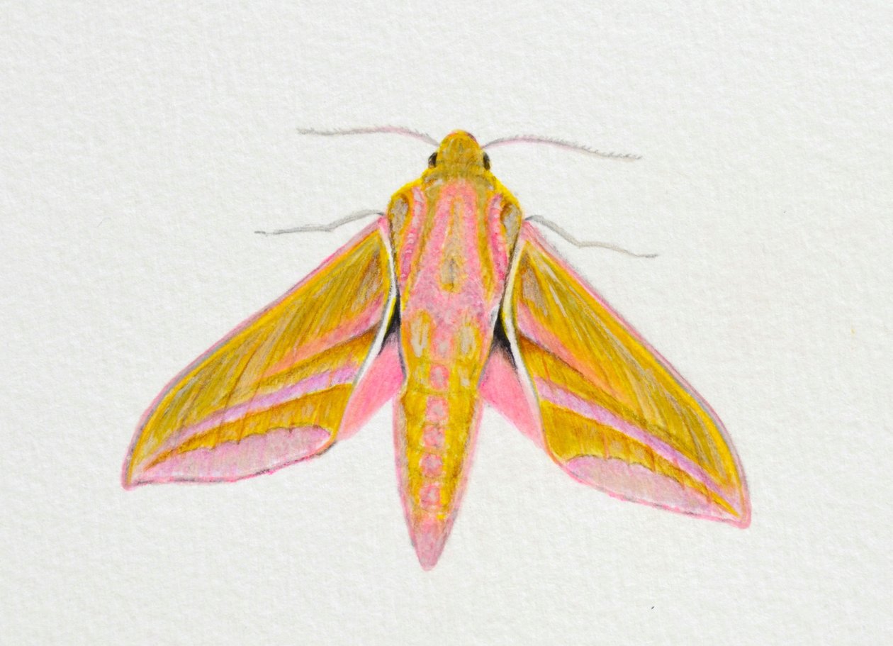 Elephant Hawk Moth, 2023 by Eleanor Grafton