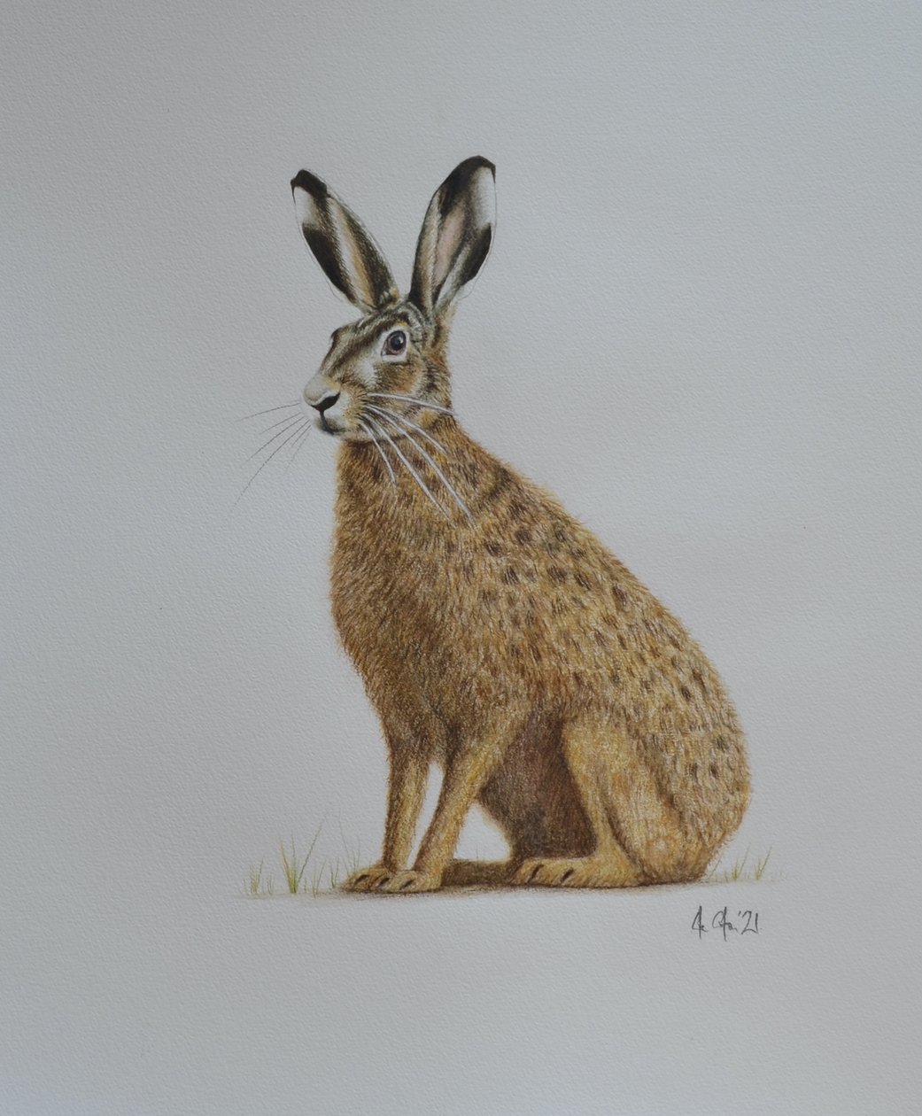 Hare, 2021 by Eleanor Grafton