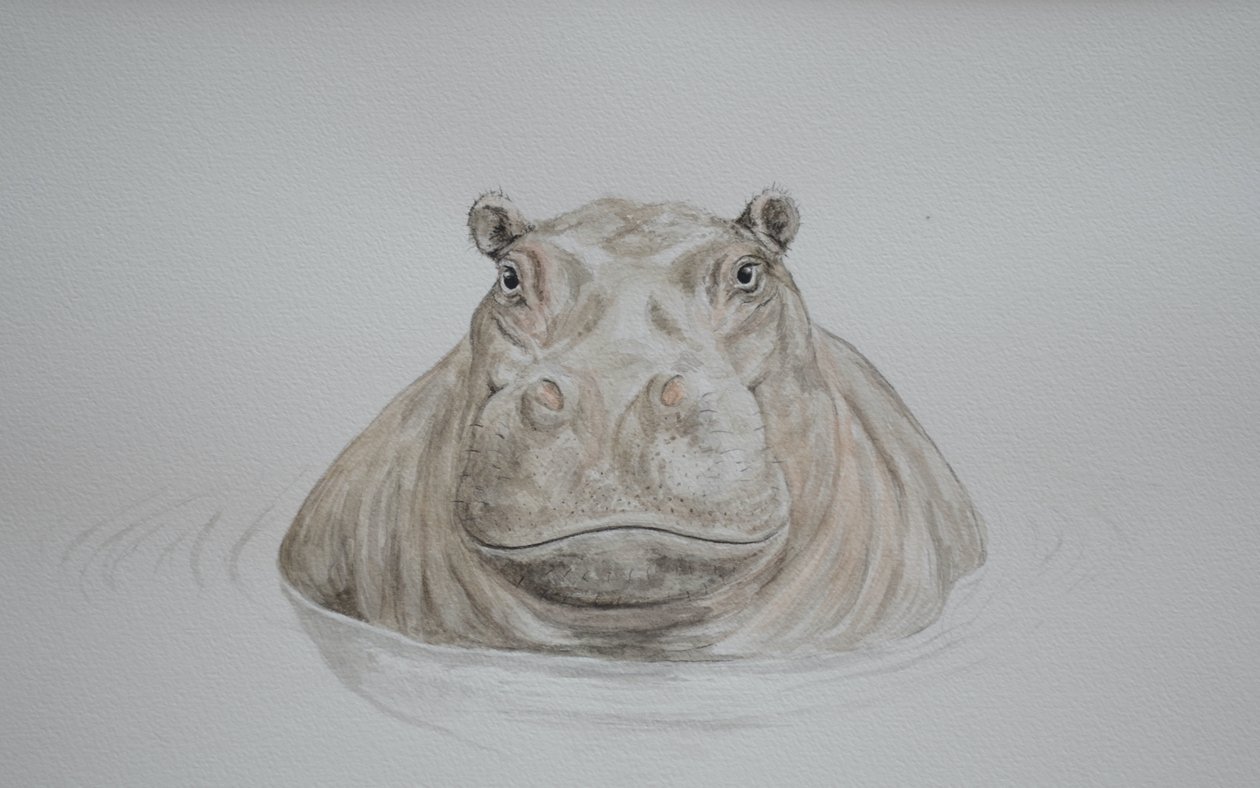 Hippo, 2021 by Eleanor Grafton