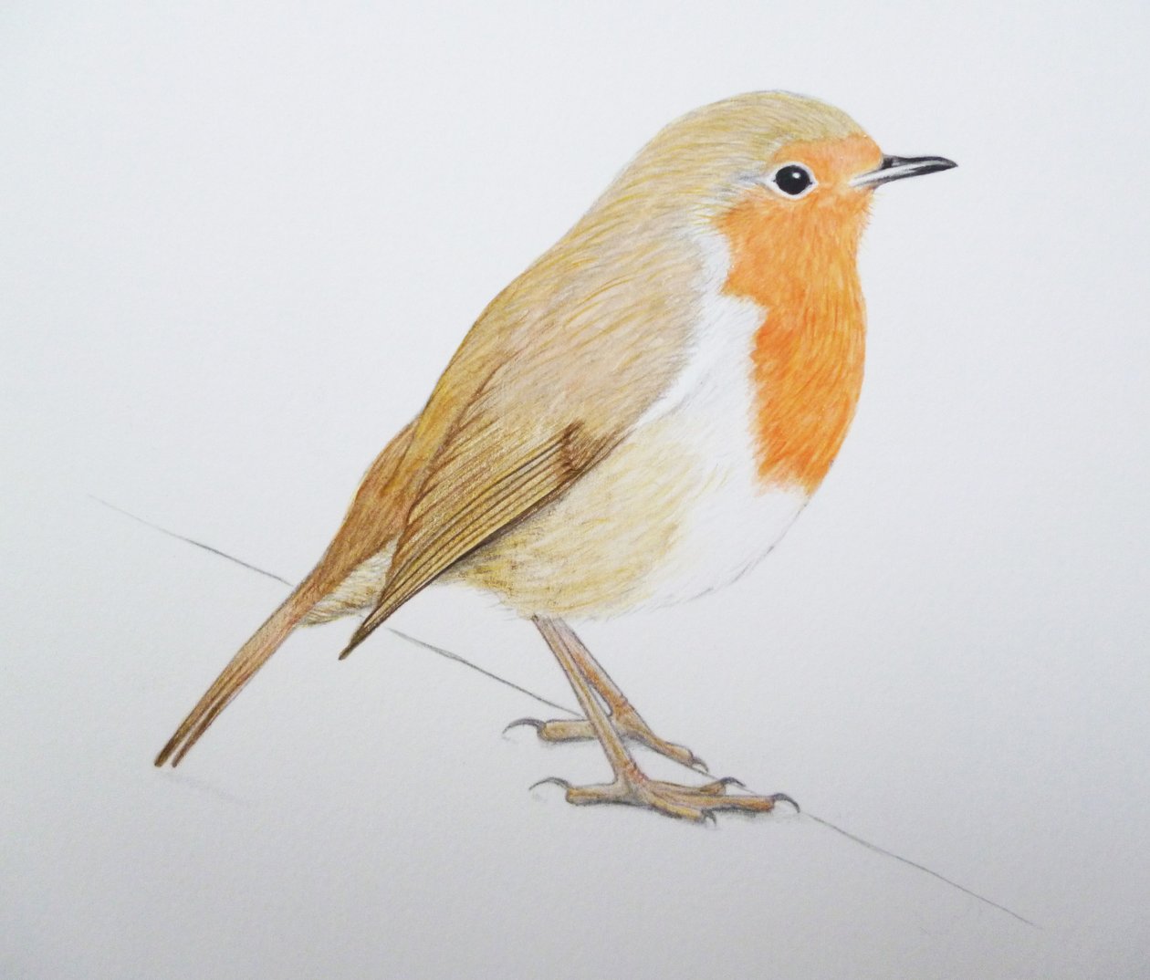 Robin, 2011 by Eleanor Grafton