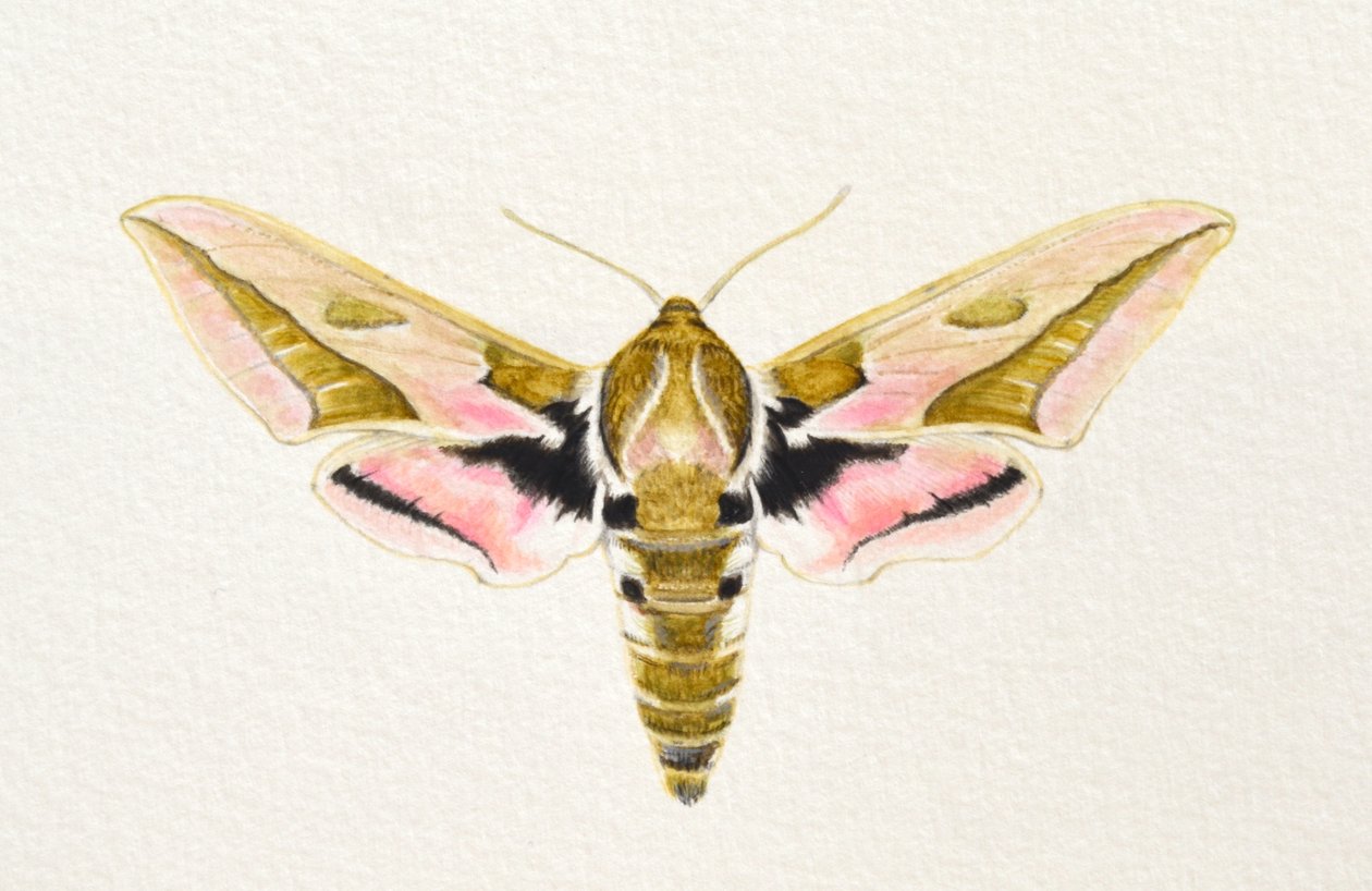 Spurge Hawk Moth, 2023 by Eleanor Grafton
