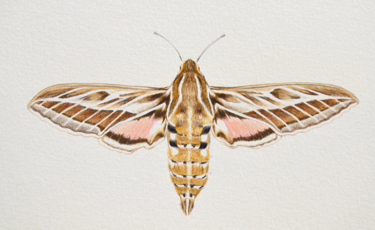 Striped Hawk Moth, 2023 by Eleanor Grafton