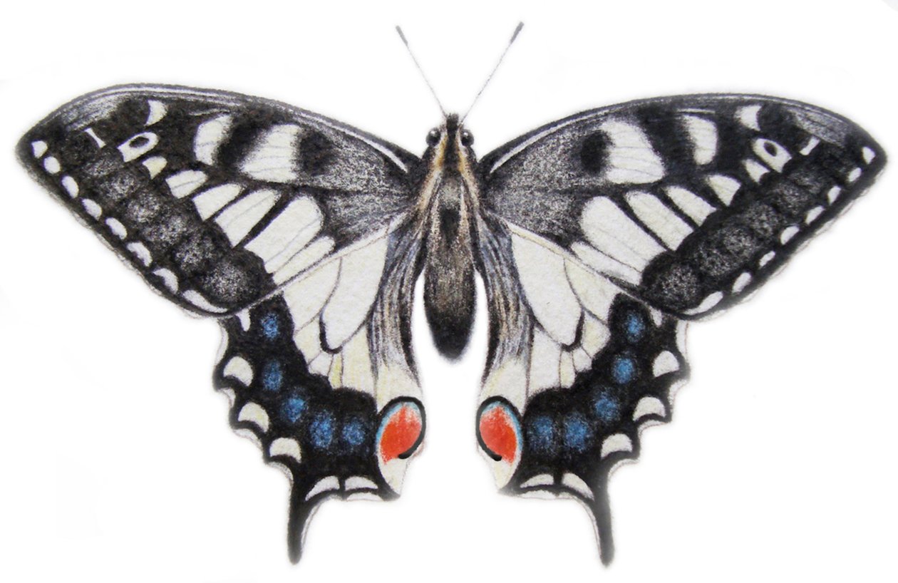 Swallowtail, 2012 by Eleanor Grafton