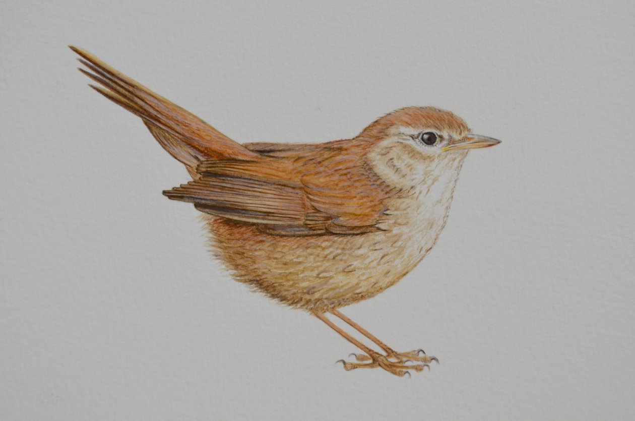Warbler, 2023 by Eleanor Grafton