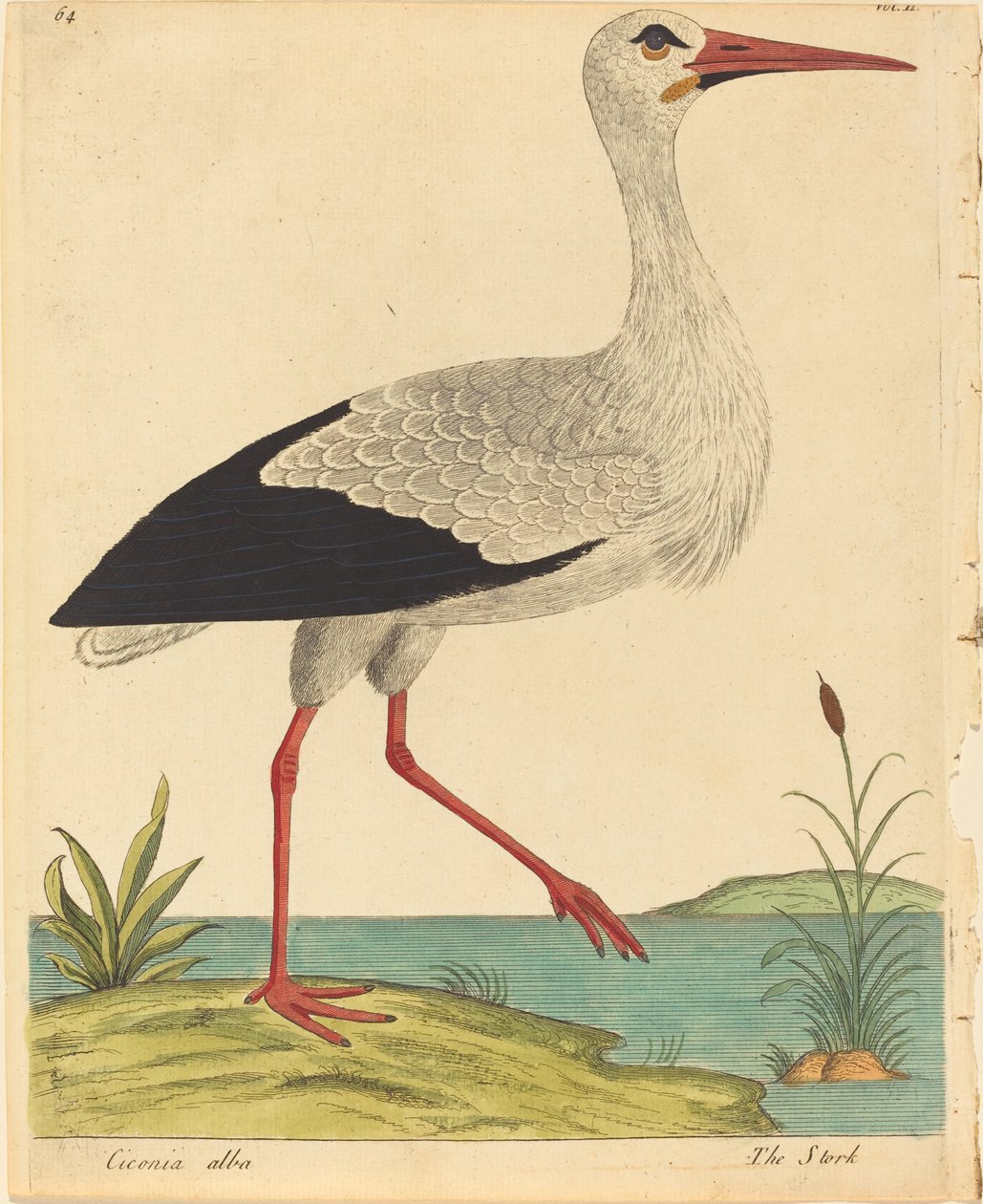 The Stork by Eleazar Albin