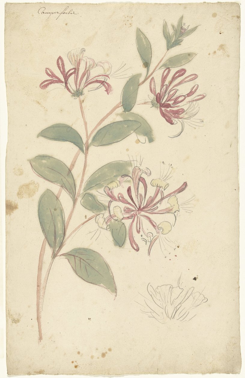 Honeysuckle by Elias van Nijmegen