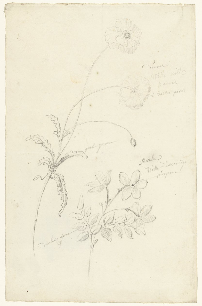 Studies of Poppy and Jasmine by Elias van Nijmegen