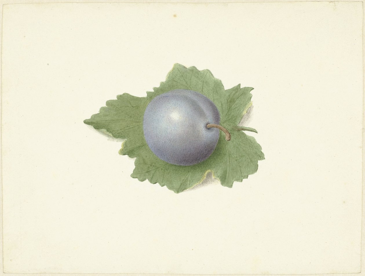 Plum on a Leaf by Elisabeth Geertruida van de Kasteele