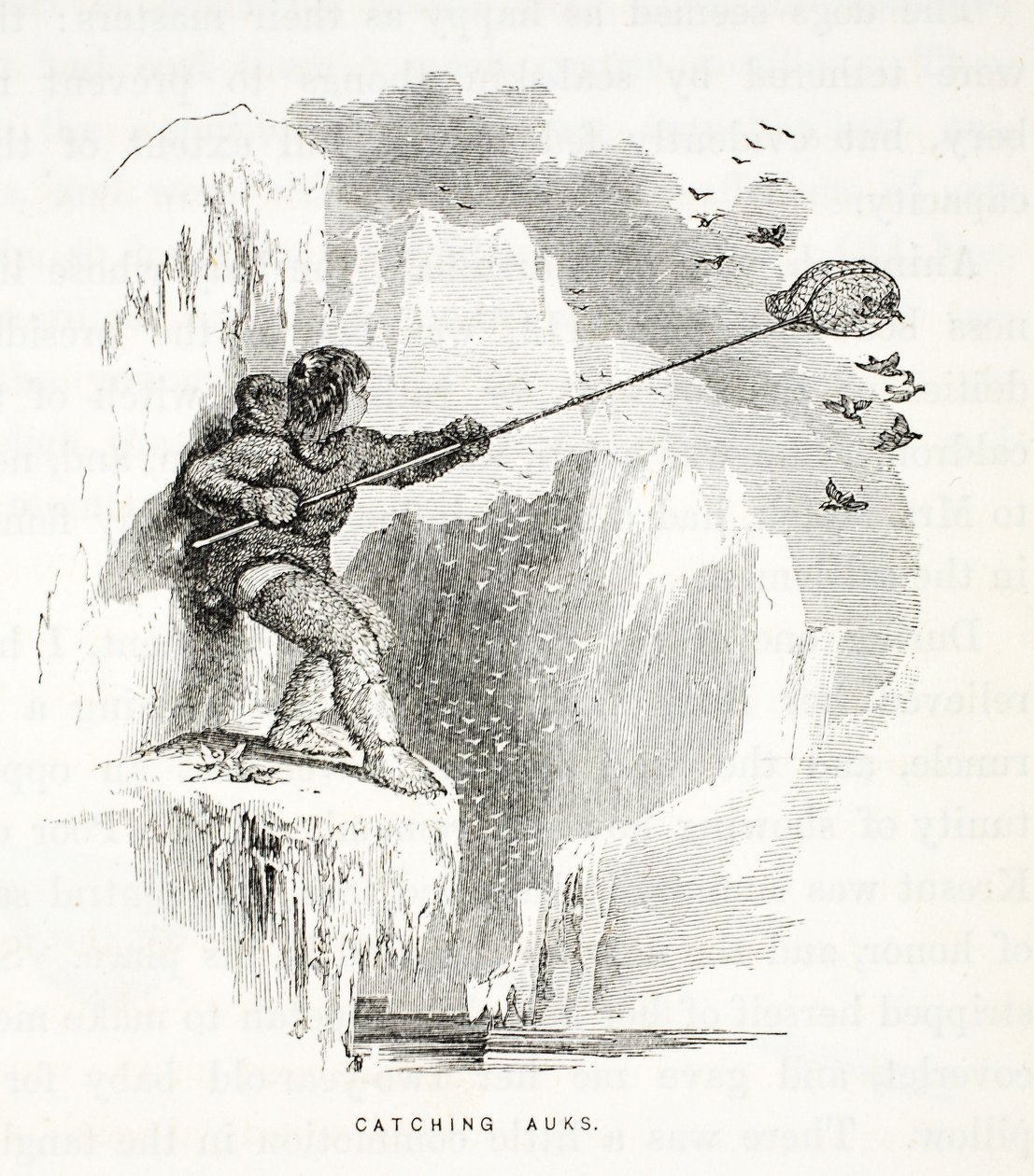 Catching Auks, Illustration from The Second Grinnell Expedition in Search of Sir John Franklin, 1856 by Elisha Kane