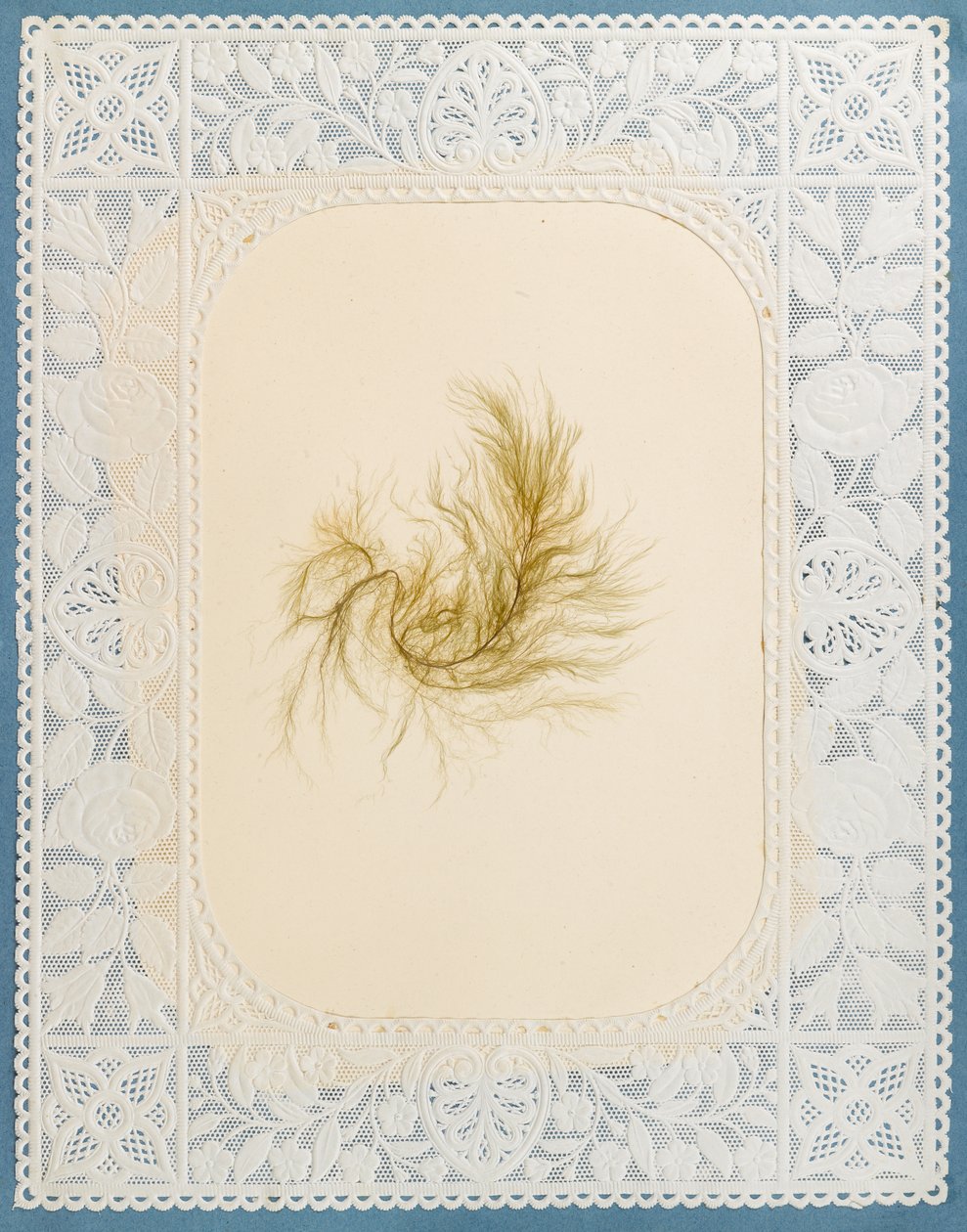 Seaweeds by Eliza A. Jordson