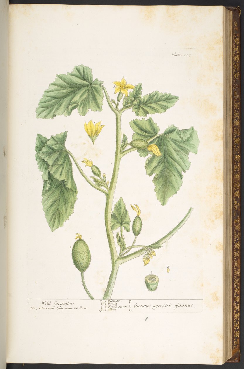Plate 108, from 