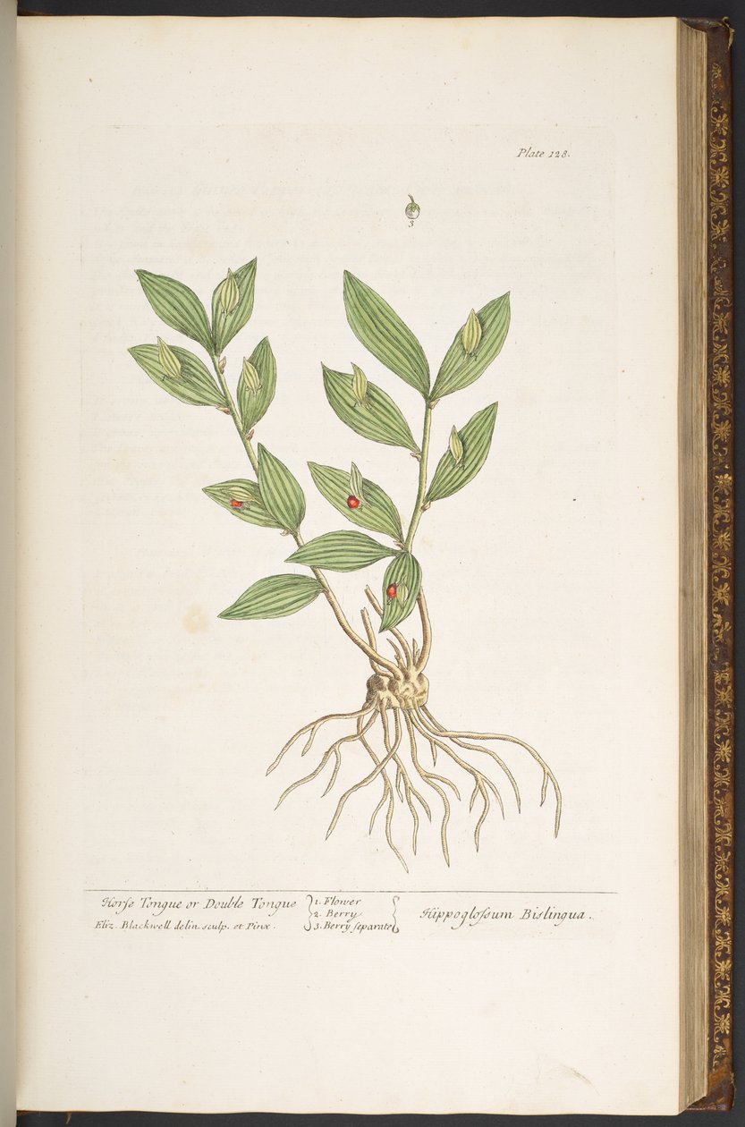 Plate 128, from 