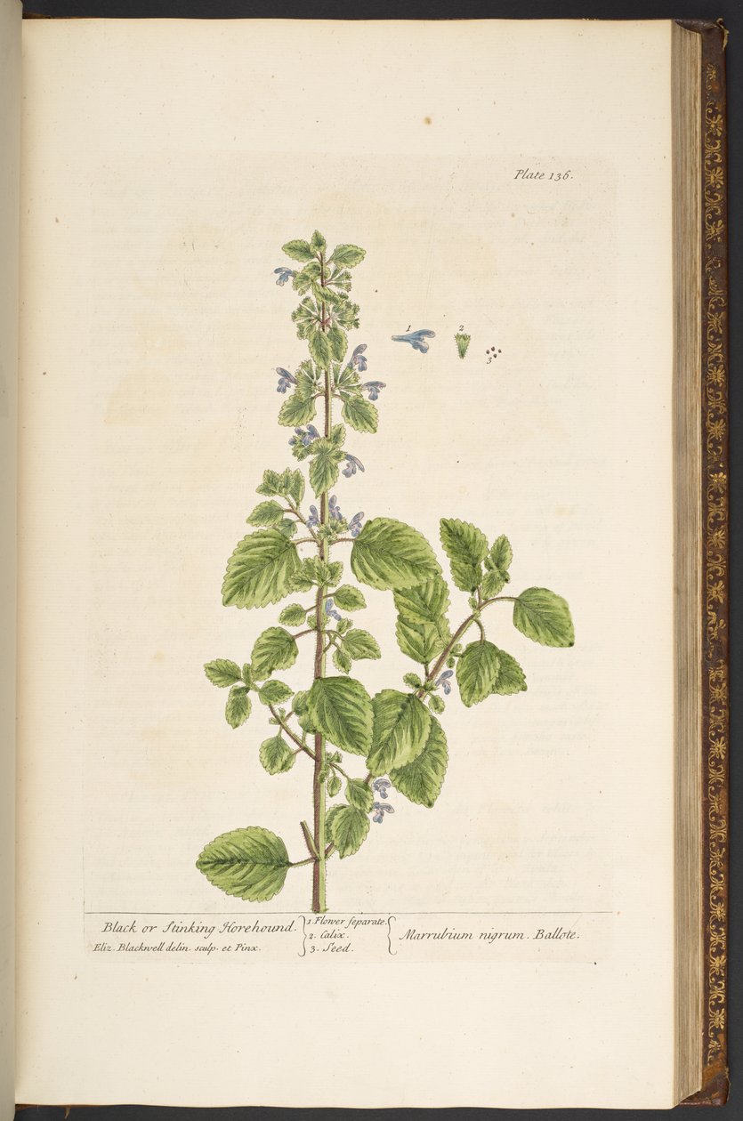 Plate 136, from 