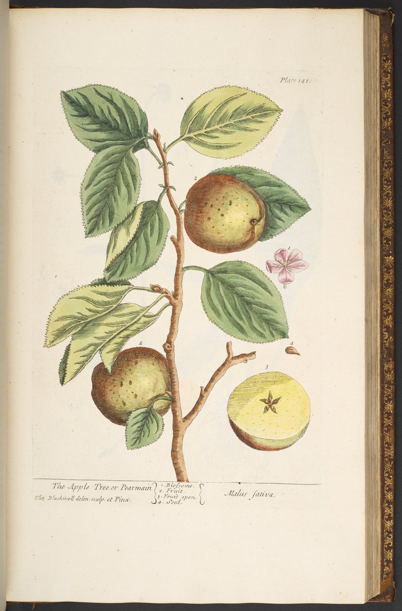 Plate 141, from 