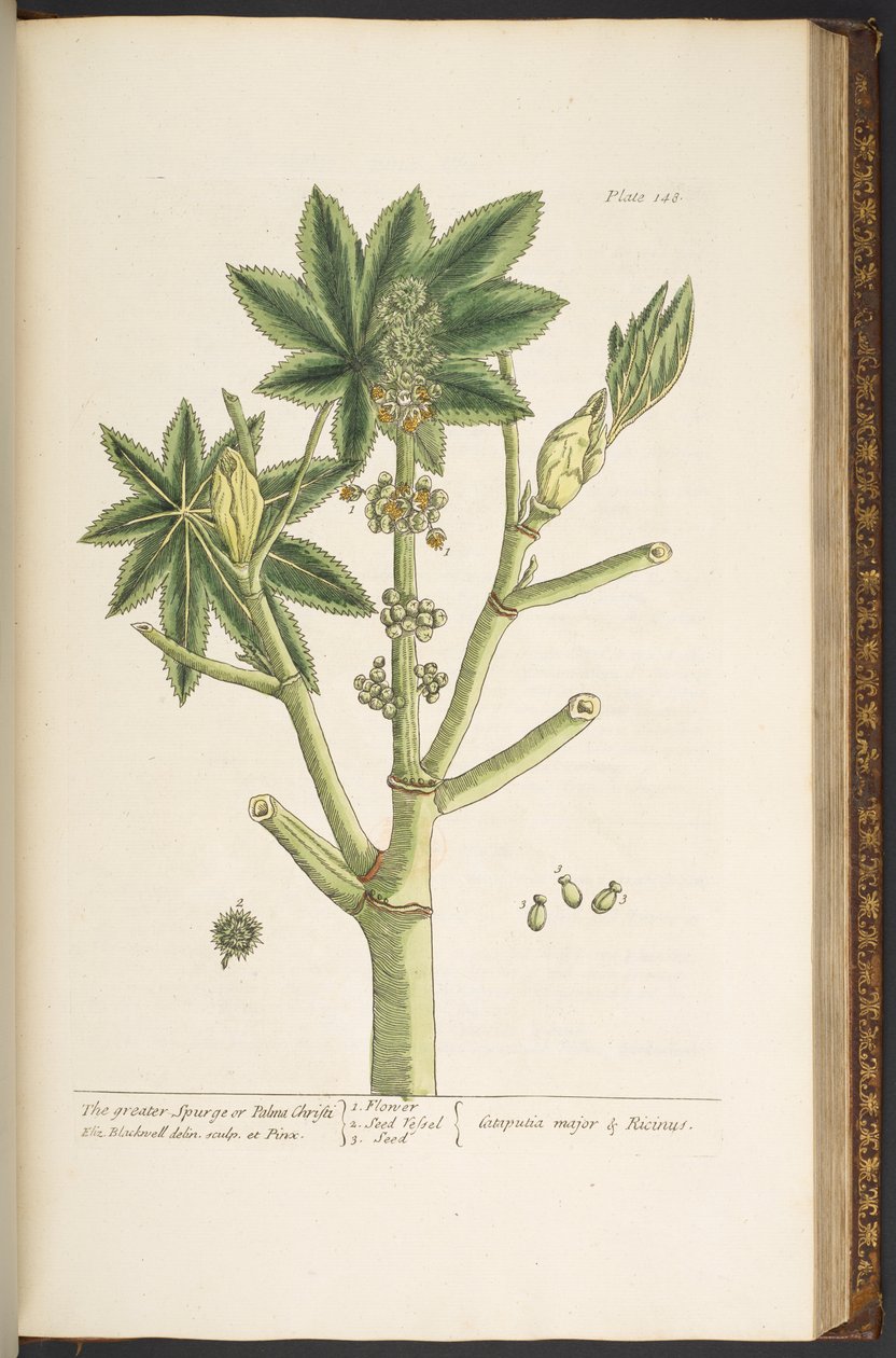 Plate 148, from 
