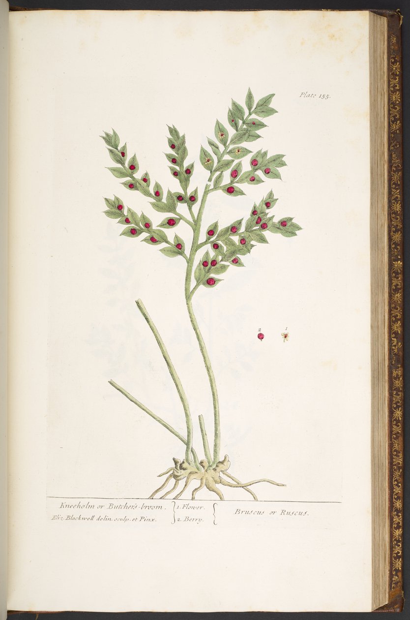 Plate 155, from 