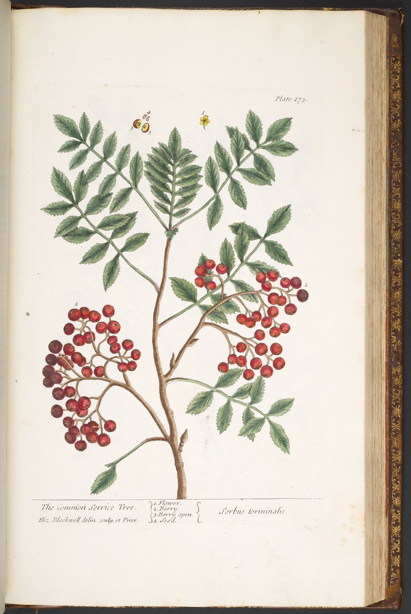 Plate 173, from 