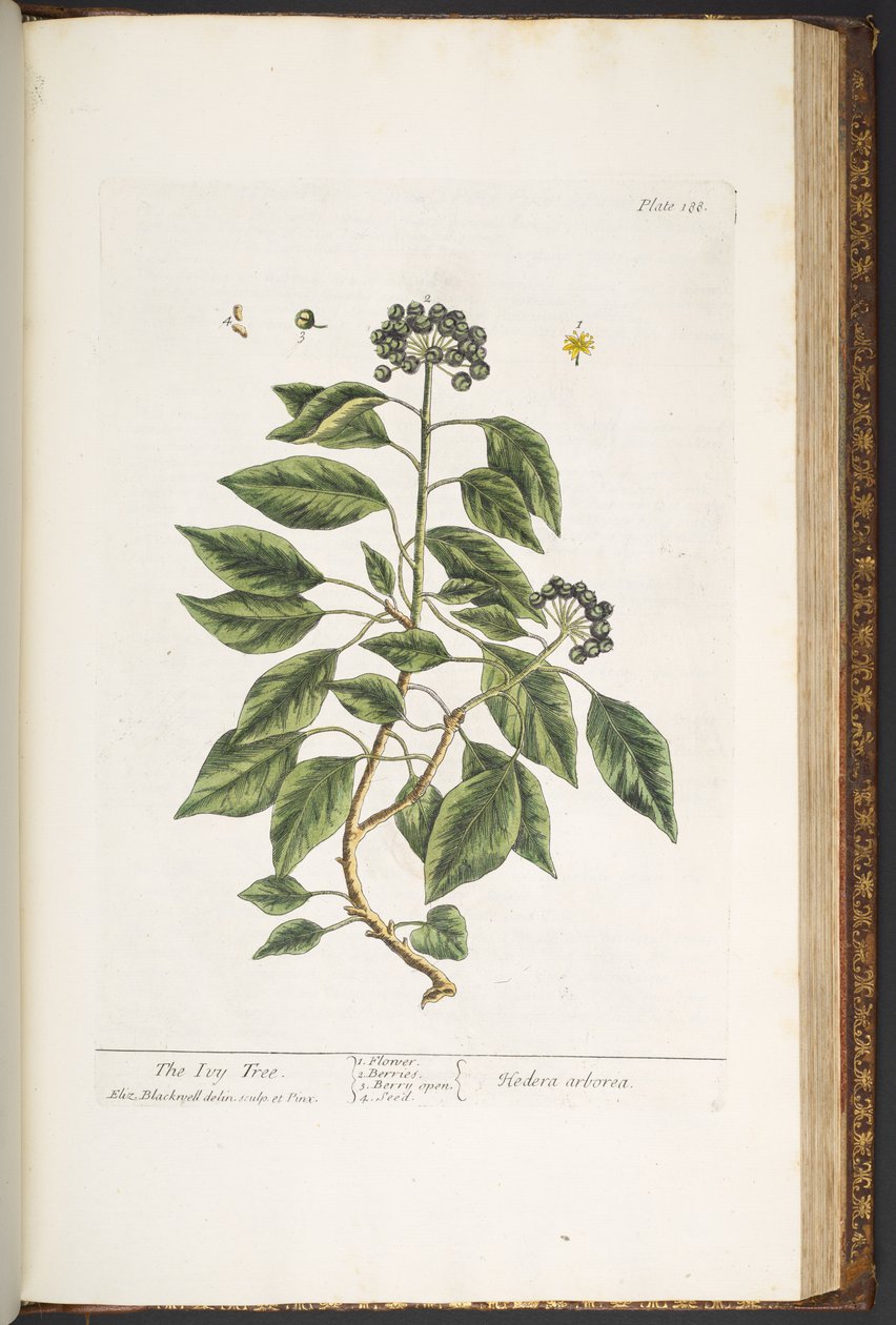 Plate 188, from 