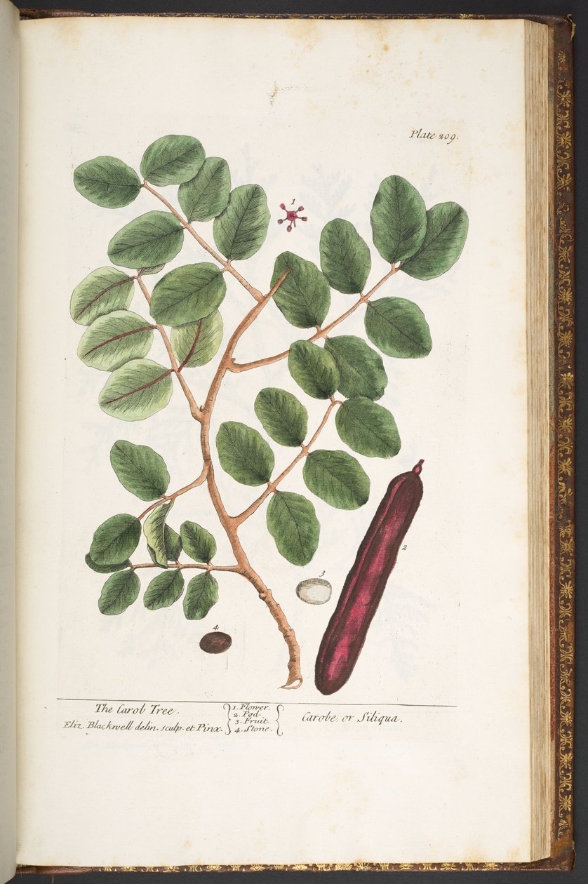 Plate 209, from 