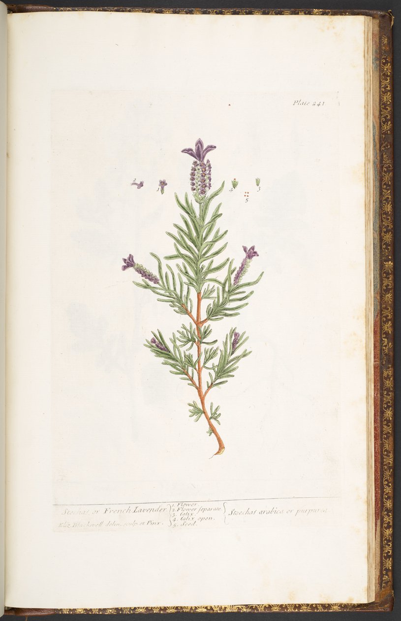Plate 241, from 