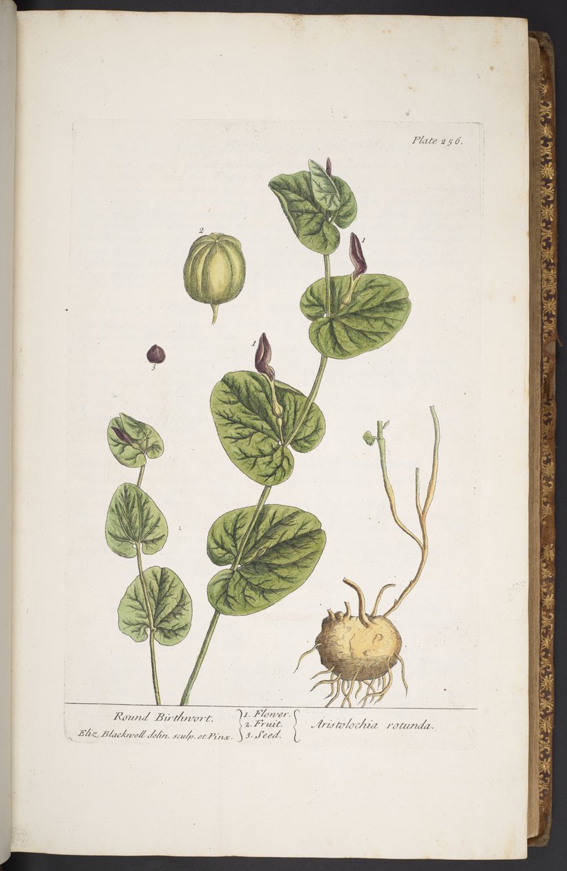 Plate 256, from 