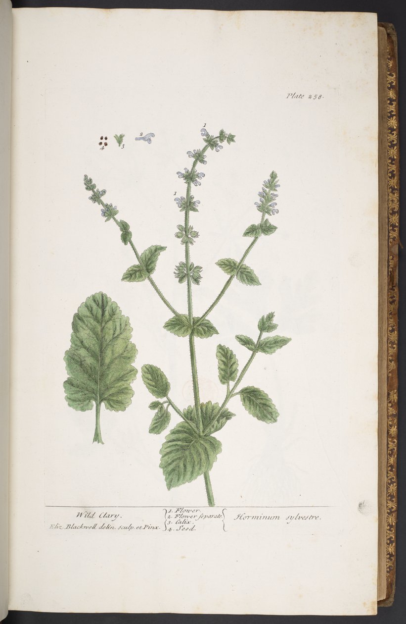 Plate 258, from 