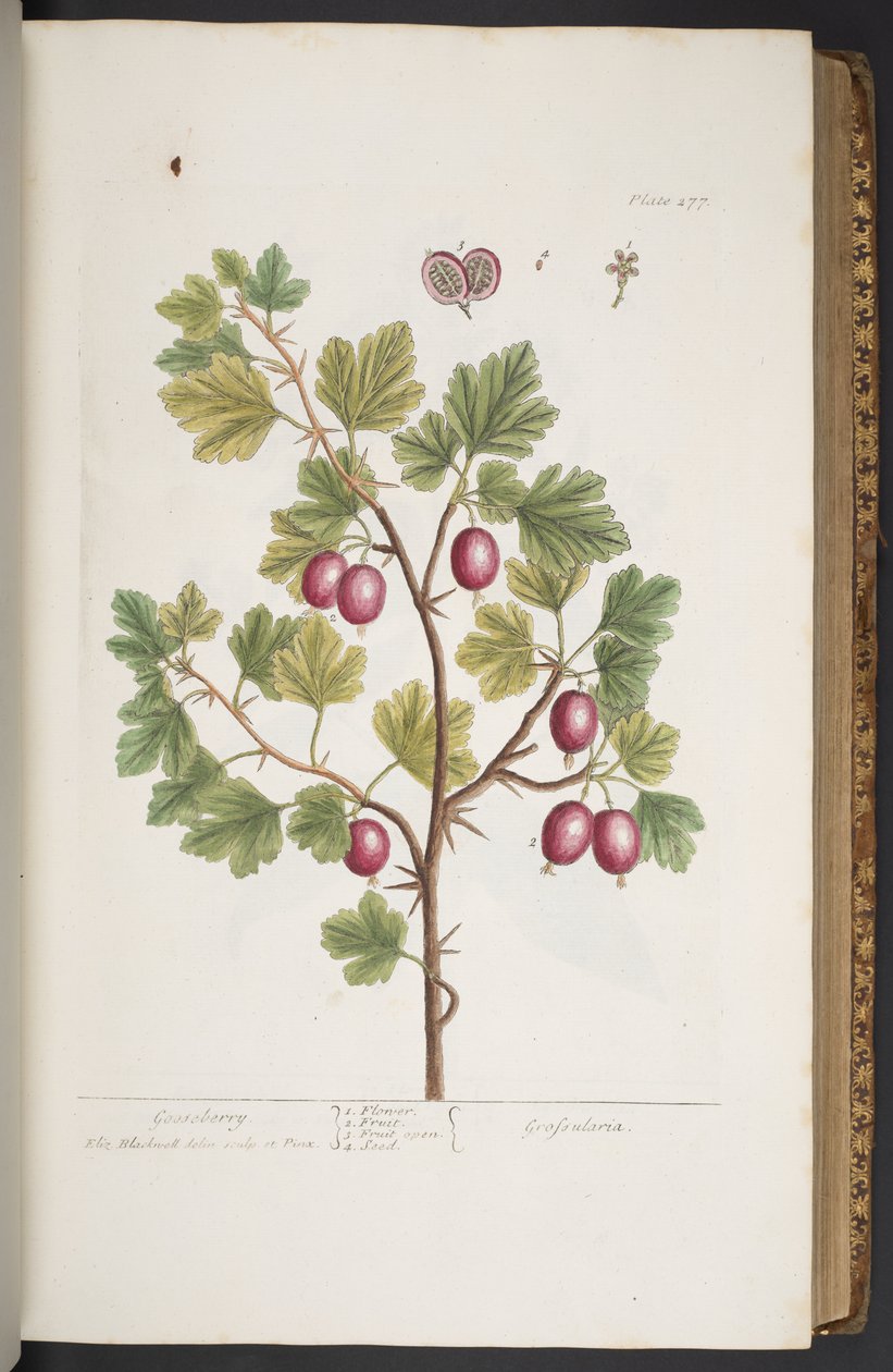 Plate 277, from 