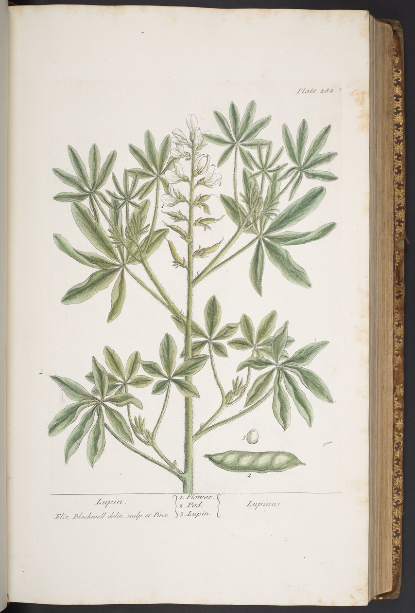 Plate 282, from 