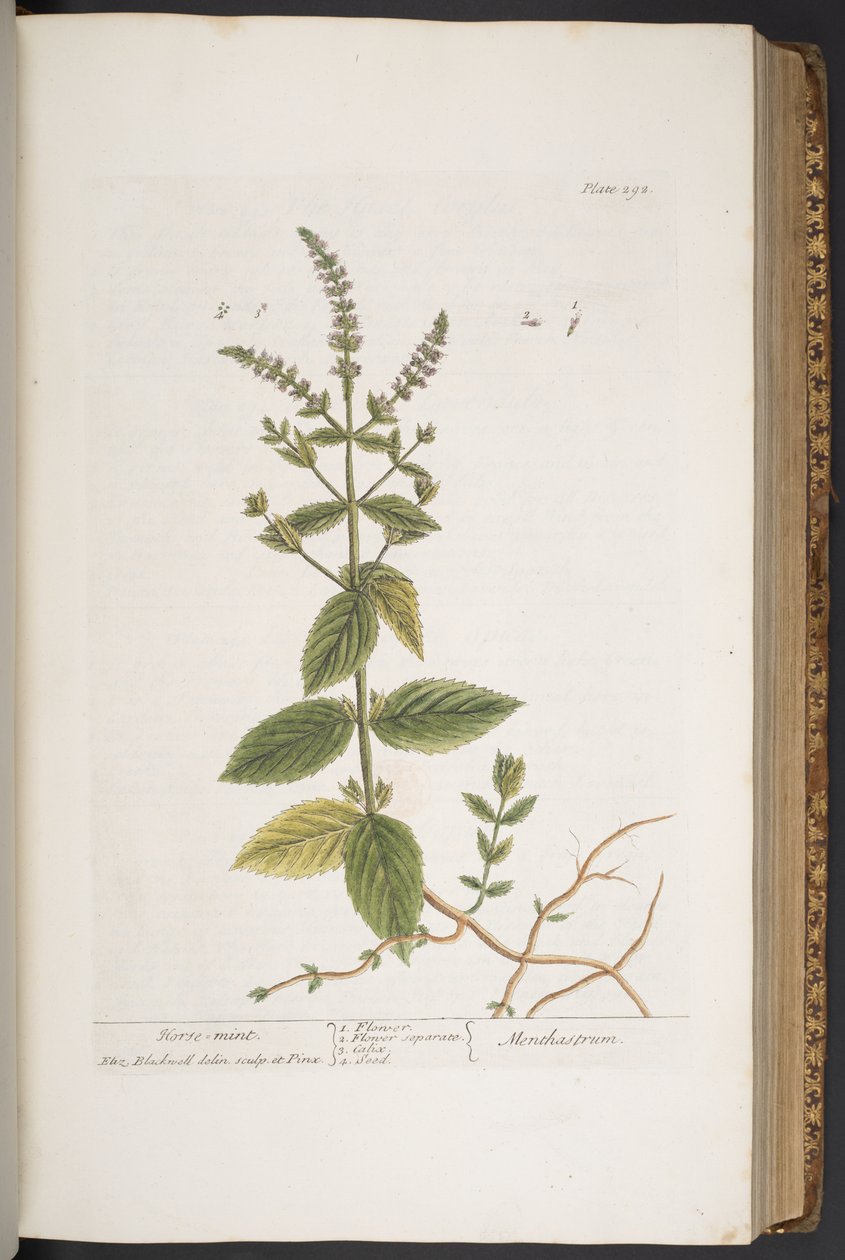 Plate 292, from 