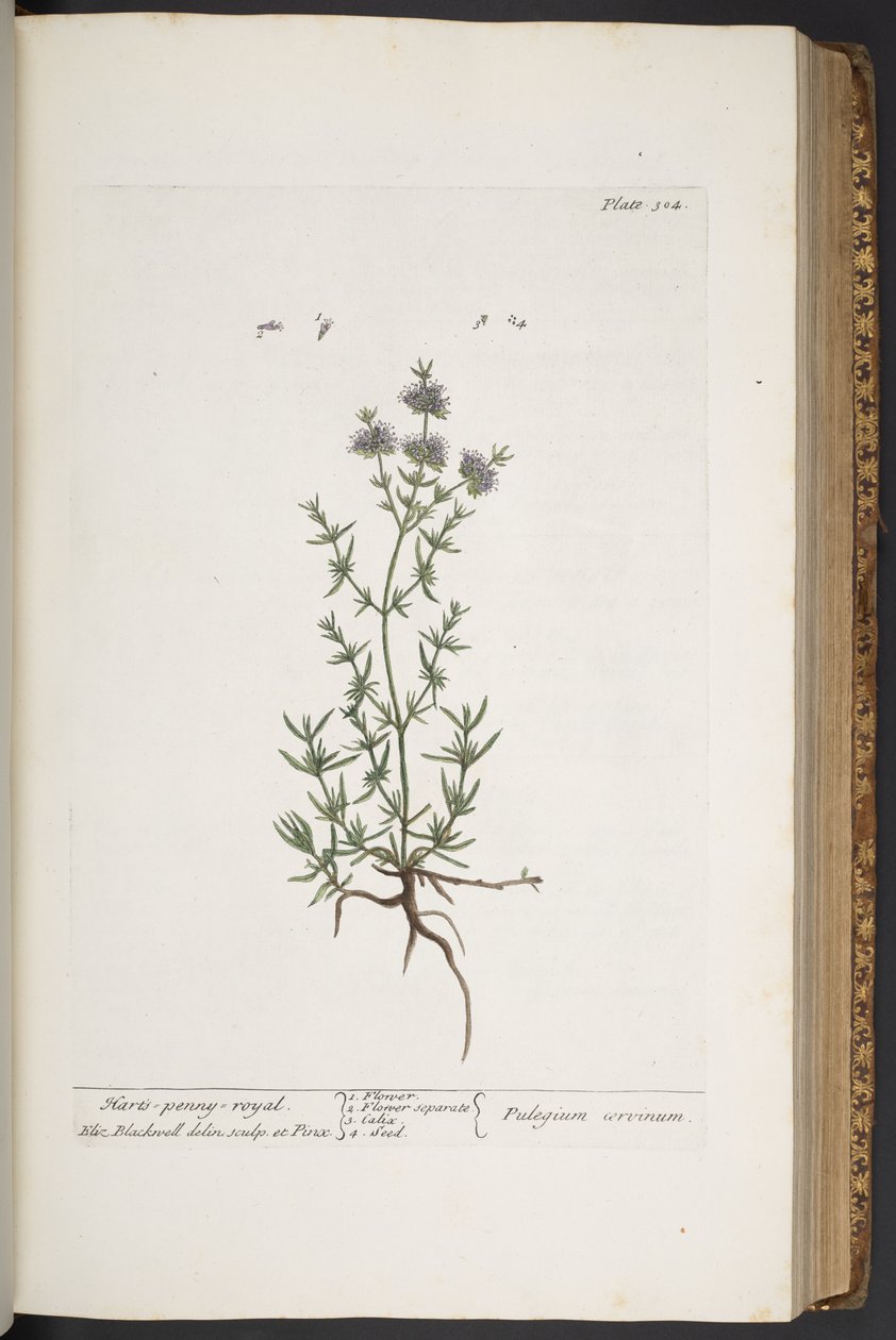 Plate 304, from 