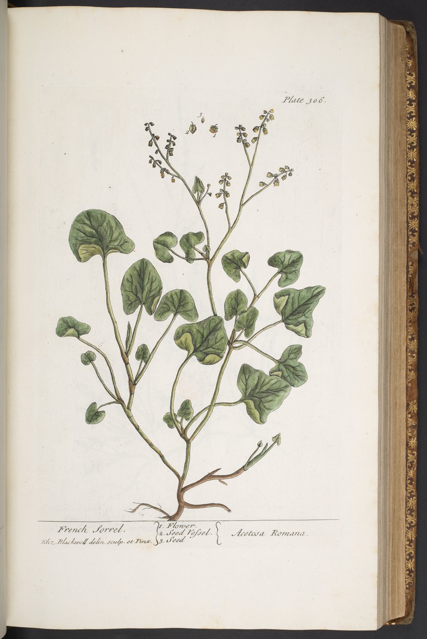 Plate 306, from 
